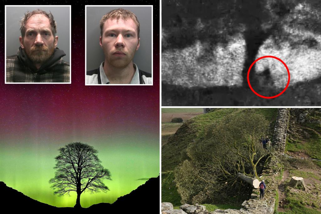 Vandals of Sycamore Gap are in court in England for cutting down the cherished tree.