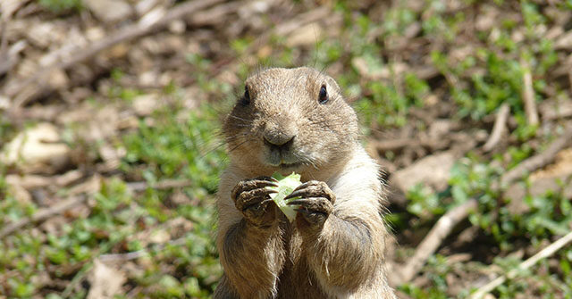 Warning Issued Regarding Sick Animals Following Death of Arizona Resident from Plague