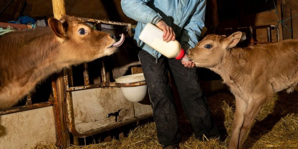 Why purchasing raw milk seems illegal