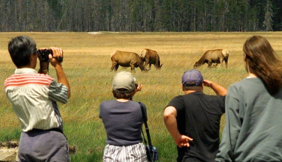 Wildlife in national parks is altering their behaviors due to human activity: Research