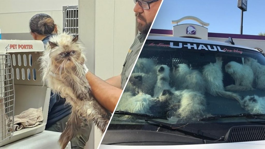 Woman taken into custody for 93 charges of animal cruelty after 134 cats discovered in a van.