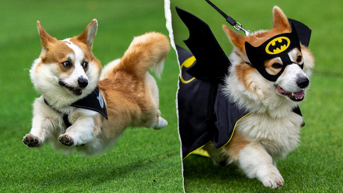 120 corgi teams from all over Europe participate in event in Lithuania