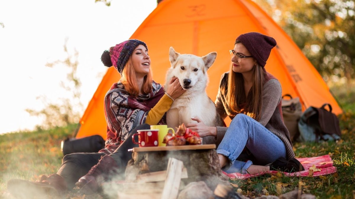 13 must-have items for camping with your dog, including travel crates and outdoor beds