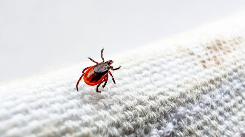 A warmer and more humid world where ticks flourish is contributing to the rise of Lyme disease and other illnesses.