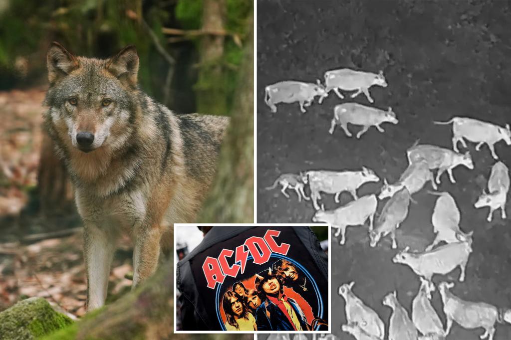 AC/DC uses wolves to protect cattle in a powerful new approach.