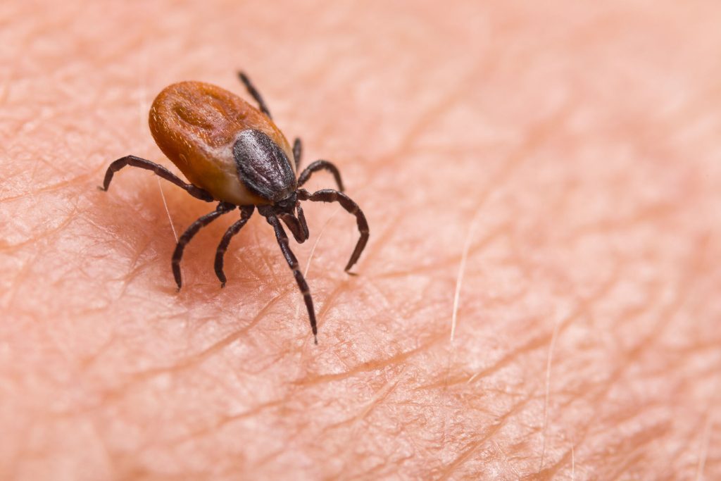 AI-powered Lyme disease test may enable quicker diagnosis