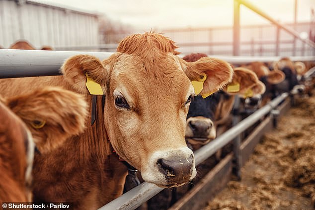 Alert as dangerous cattle-related superbug is advancing to humans