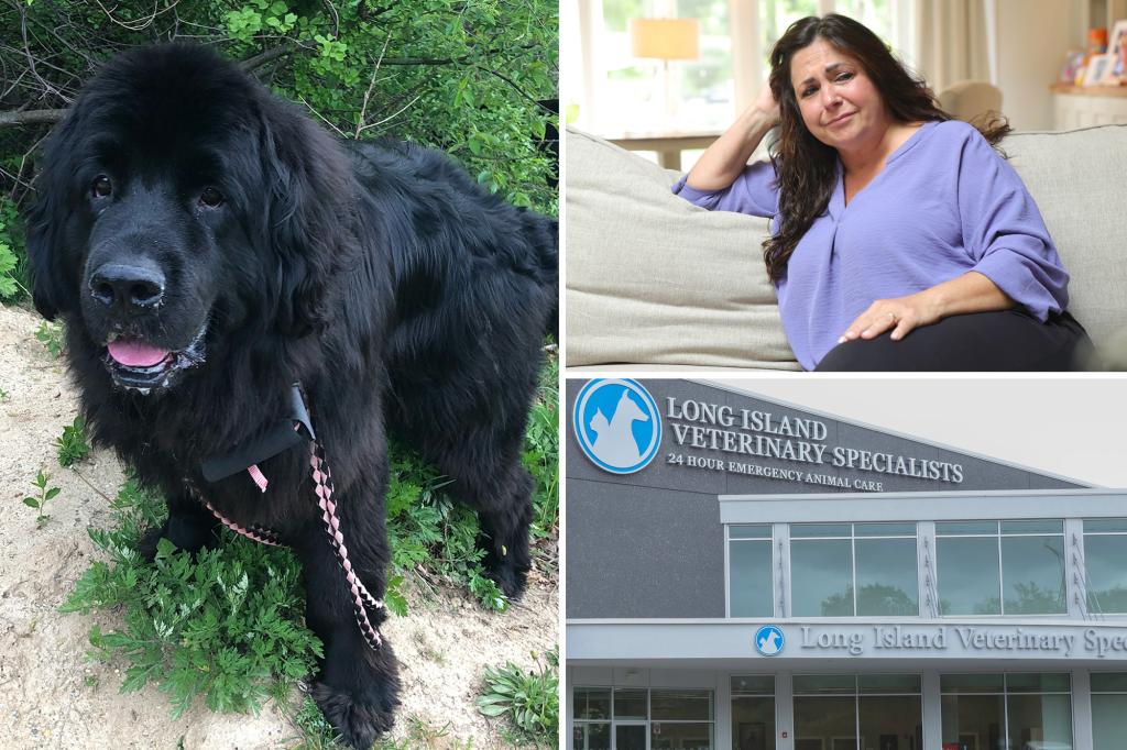 Animal hospital abandoned cherished dog, billed $2,500 per night