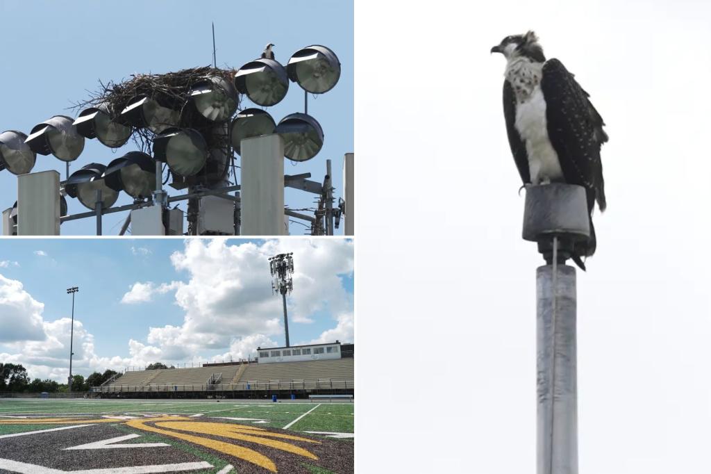 Apple Valley High School in Minnesota adjusts football schedule due to ospreys occupying the field