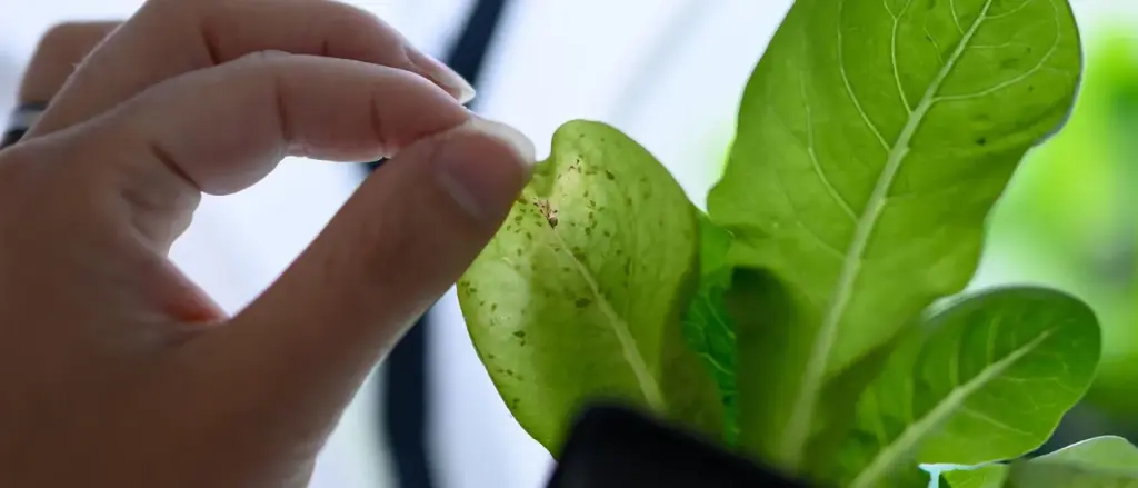 Authorities Caution About Smuggling of Hazardous Pesticides from China Into the US