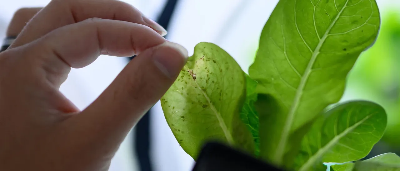 Authorities Caution About Smuggling of Hazardous Pesticides from China Into the US