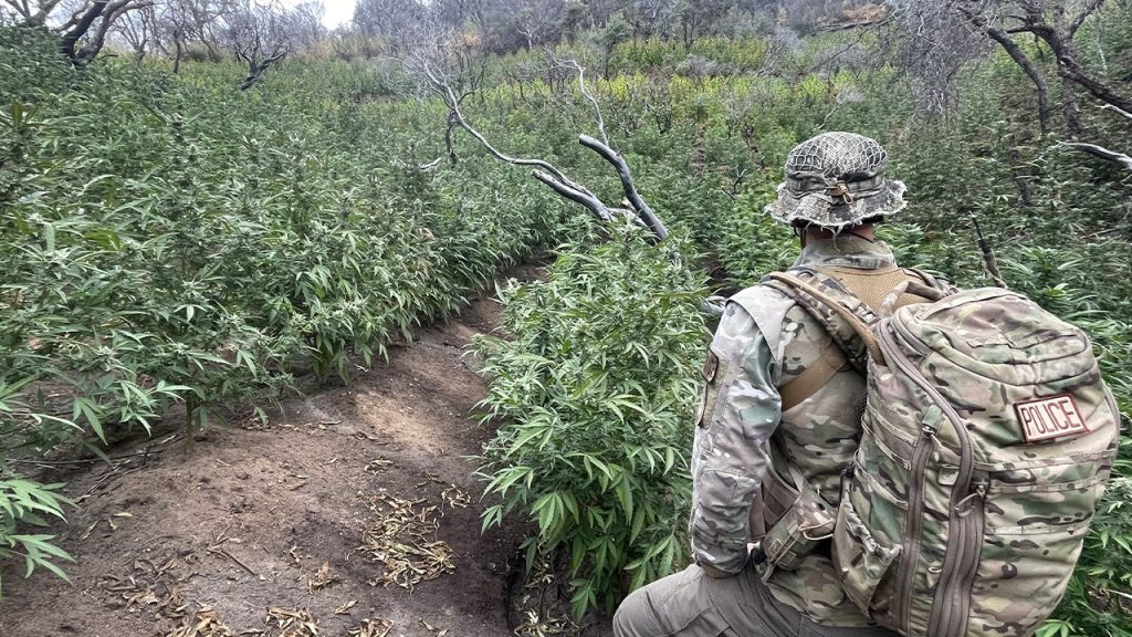 Authorities clear large cannabis farm from Sequoia National Park in California