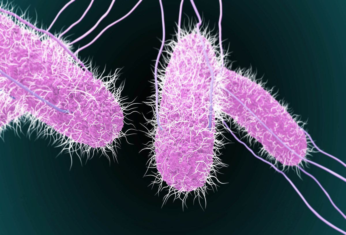 Bacteria that affect cows are now also affecting humans.