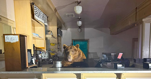 Bear 'Fuzzy' Sneaks into California Ice Cream Store for a Snack