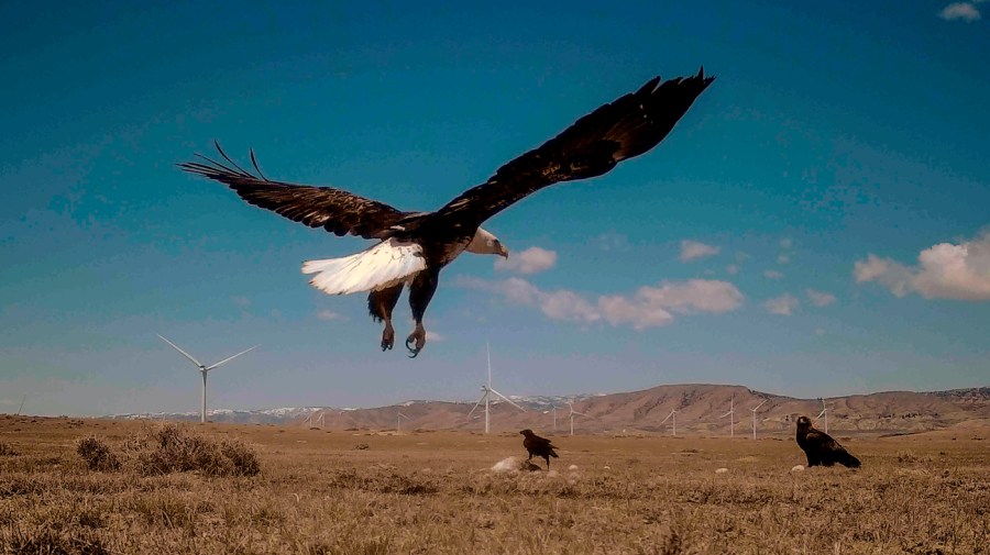Biden's wind energy regulations continue to harm eagles and need to be repealed.