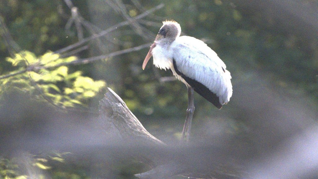Bird from subtropical regions usually resides in Gulf Coast areas and Central America.