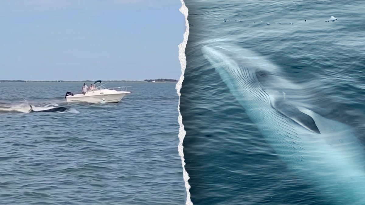 Boat crash results in the death of a 20-foot whale off the Jersey Shore