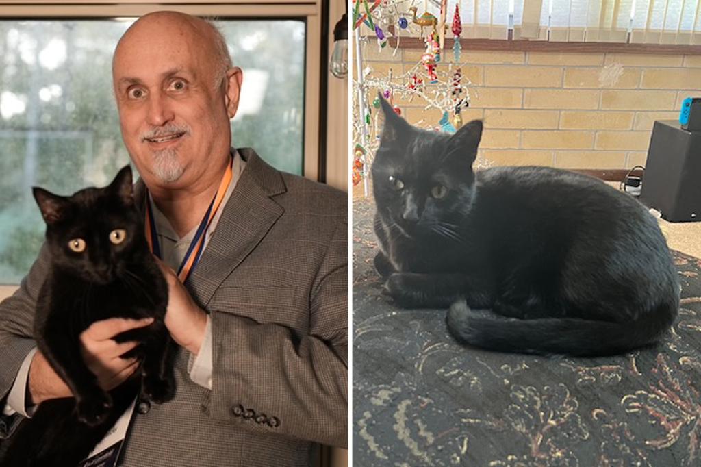 Cat in Florida aids researchers in finding a new virus once more