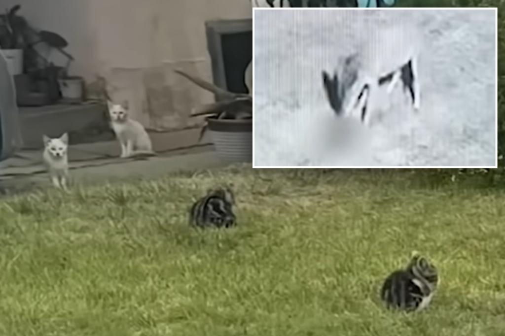 Cats behaving strangely take over a Los Angeles neighborhood