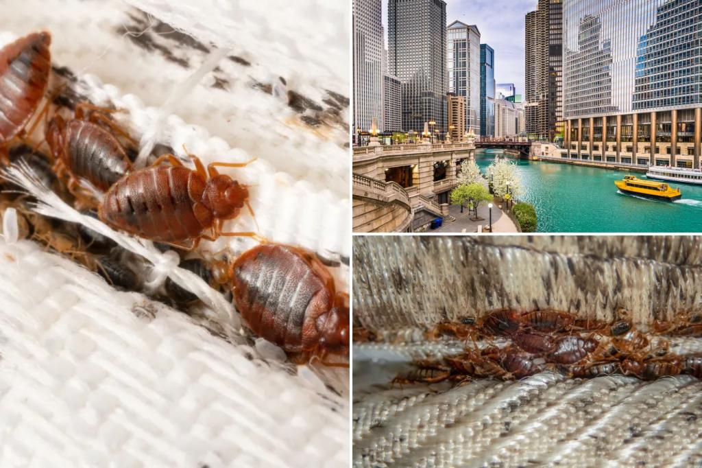 Chicago ranks first in bedbug infestations for the fifth consecutive year
