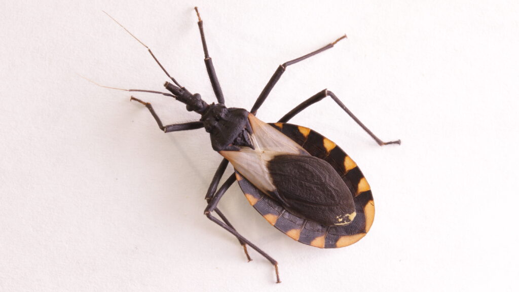 Climate change may increase the prevalence of Chagas in the U.S.