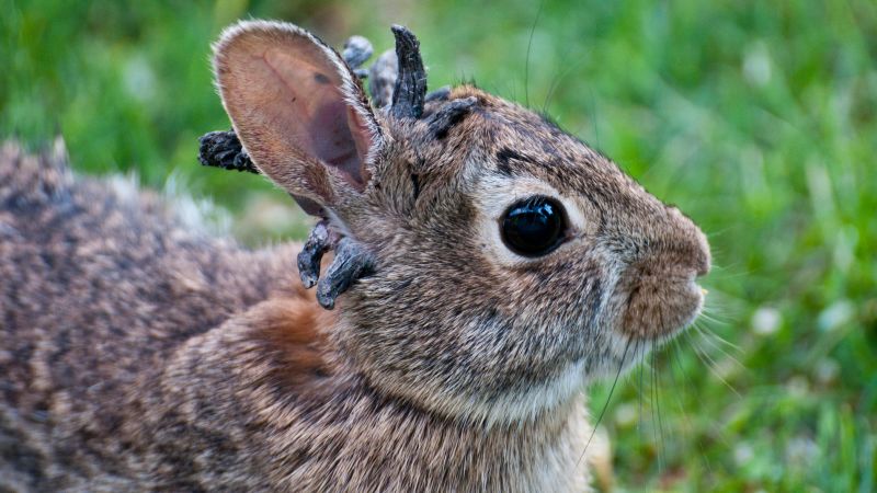 Colorado rabbits with 'horns' are being referred to as 'Frankenstein bunnies.' Here's the reason.