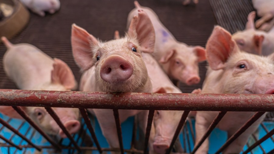 Counties with animal feedlots experience higher air pollution and lower health insurance coverage: Study