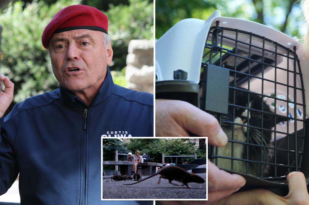 Curtis Sliwa proposes feral cat 'colonies' to tackle NYC's rat issue: 'Nighttime heroes'
