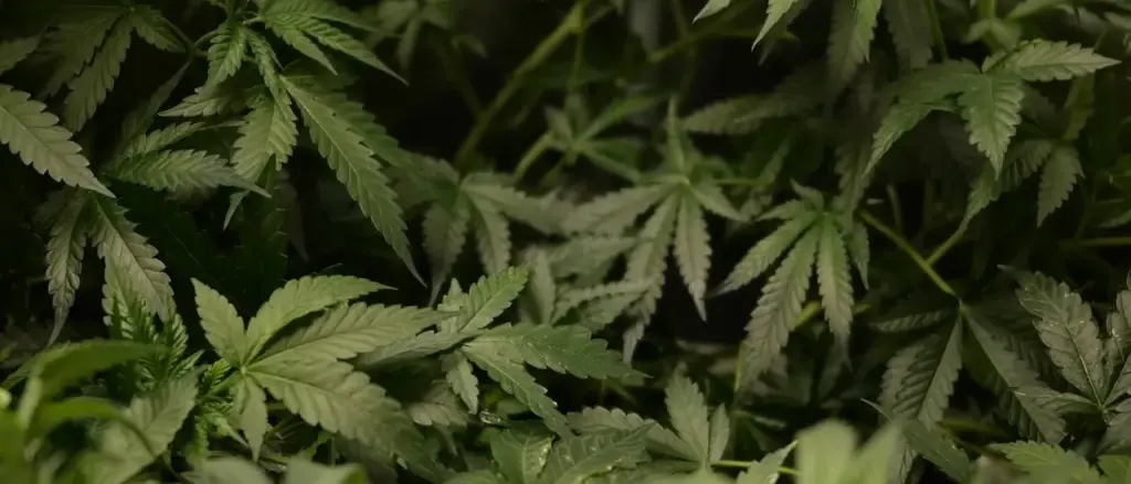 DANIEL MCCARTHY: Simply Refuse More Marijuana