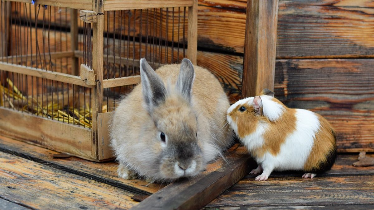 Debate over zoo's feeding policy for predator animals splits opinions