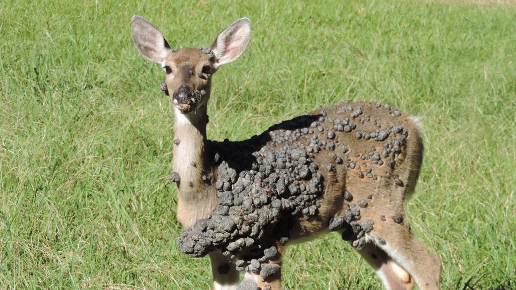 Deer with warts that resemble 'Frankenstein' are showing up in viral social media pictures.