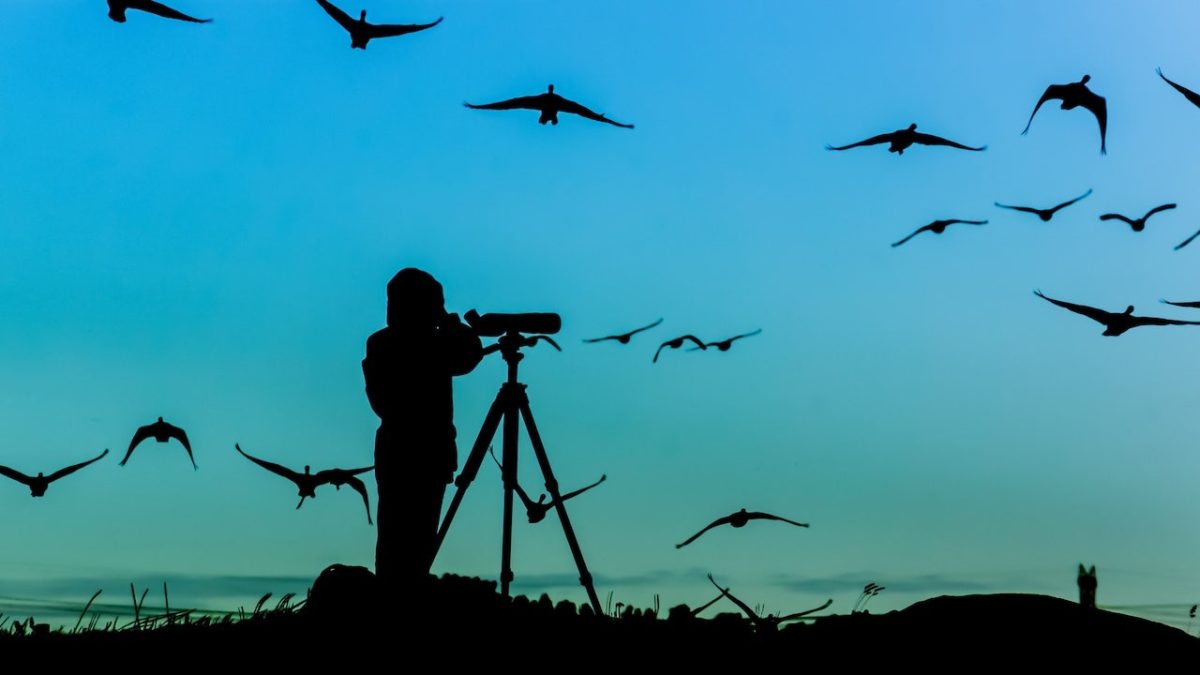 Discover essential tools for bird watchers to enhance your bird spotting experience.