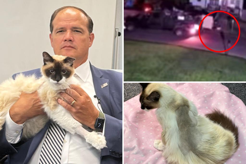 Disturbed individual shoots Coco the Long Island cat, but prosecutor's hands are tied