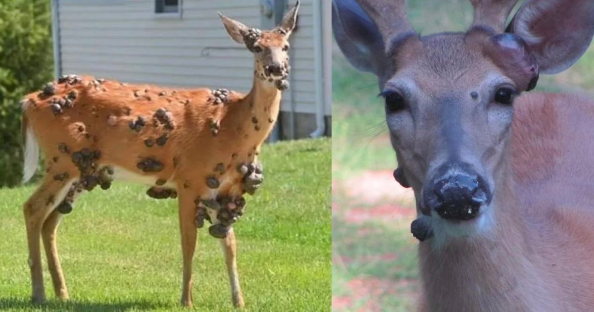 Disturbing Images Display 'Mutant' Deer with Flesh Bubbles on Their Faces