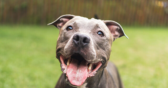 Dog Guides a Random Person to Its Unconscious Owners