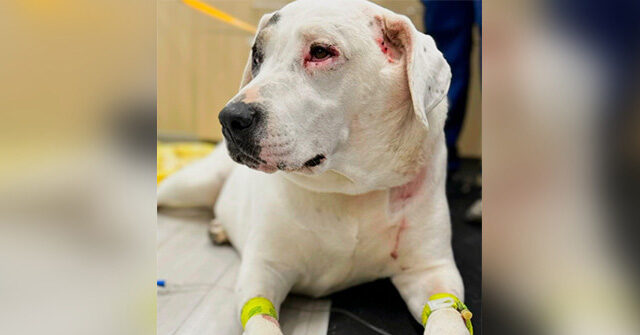 Dog Takes on Two Bears to Rescue Its Canine Companion