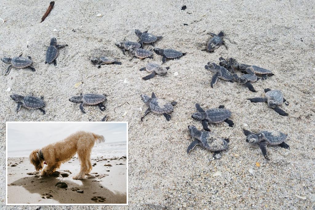 Dog attacks and kills 23 newborn sea turtles after they emerge on a Florida beach