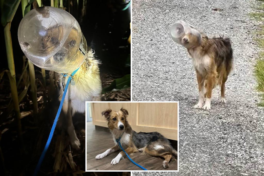 Dog known as ‘Dallas Cheddar’ saved after spending days with its head trapped in a cheese ball container: video