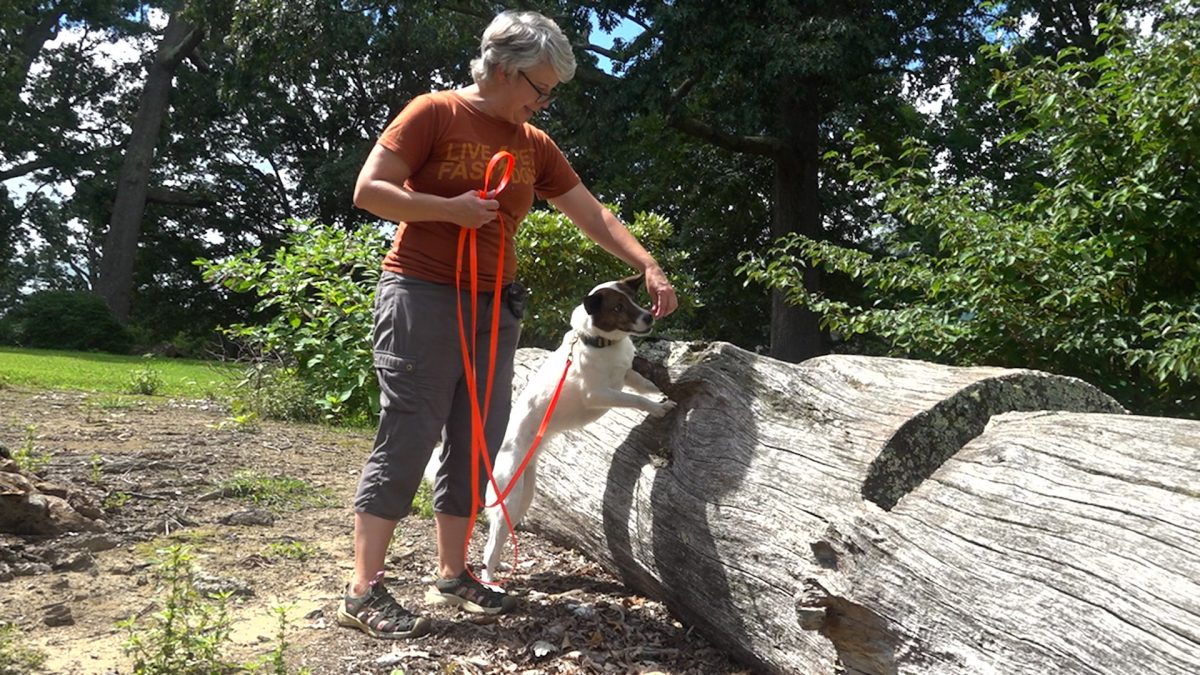 Dogs trained to find spotted lanternfly eggs