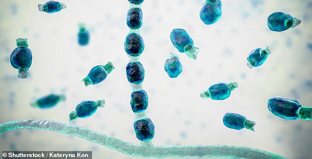 Experts alert to a new 'epidemic' as a dangerous fungus rapidly spreads across the US