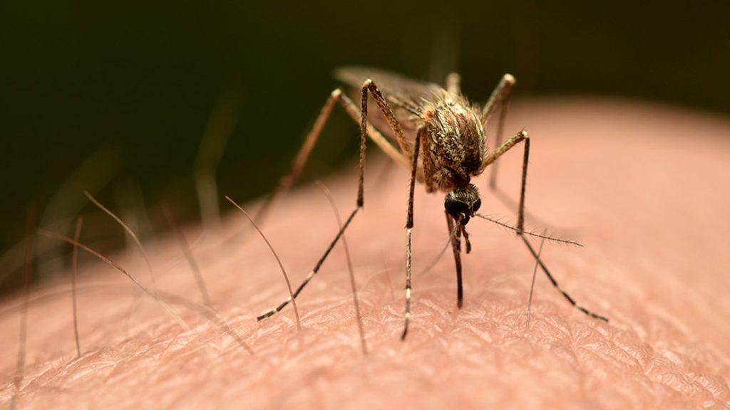 Experts believe China's chikungunya outbreak is not expected to reach the US.