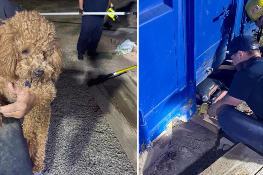 Firefighters in California rescue clever dog stuck under a shipping container