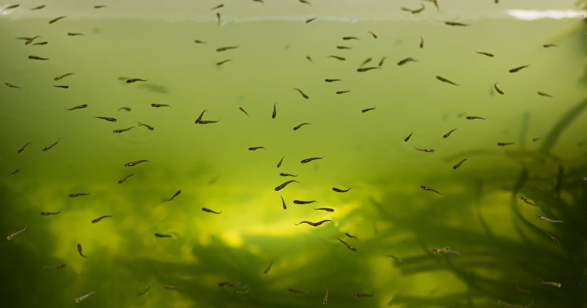 First human case of West Nile virus in Utah for 2025 reported