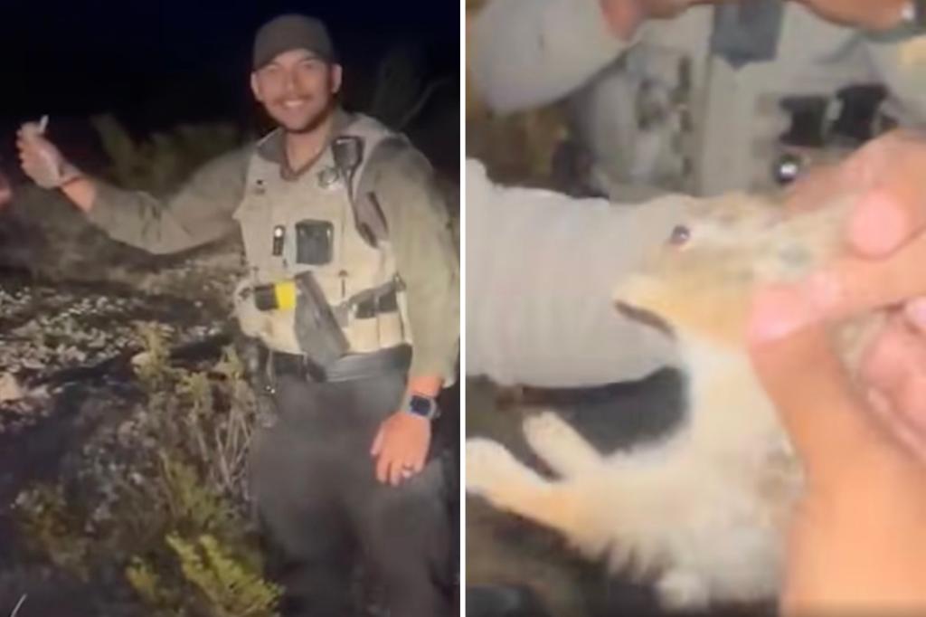 Four New Mexico deputies dismissed following viral video of an officer throwing a baby rabbit at a patrol car.
