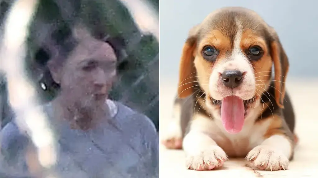 Ghislaine Maxwell prohibited from training service dogs at Texas prison