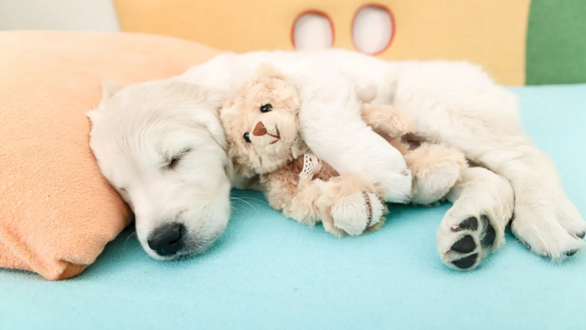 Golden Retriever Puppy’s Cute Vigilance Over His Toys in the Washer
