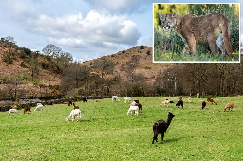 Group of mountain lions brutally attacks California farm, killing 15 alpacas