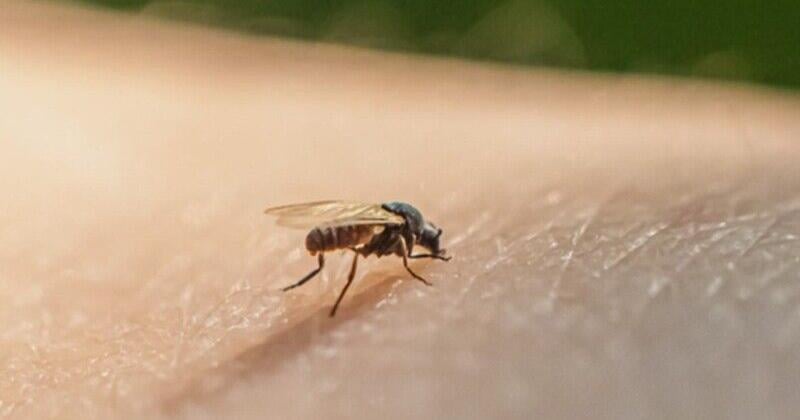 Guyana is the only Caribbean nation to report the Oropouche virus.