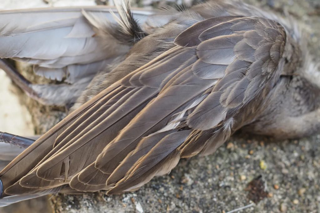 Health officials raise alert after discovering dead birds with harmful virus: 'A preliminary warning signal'