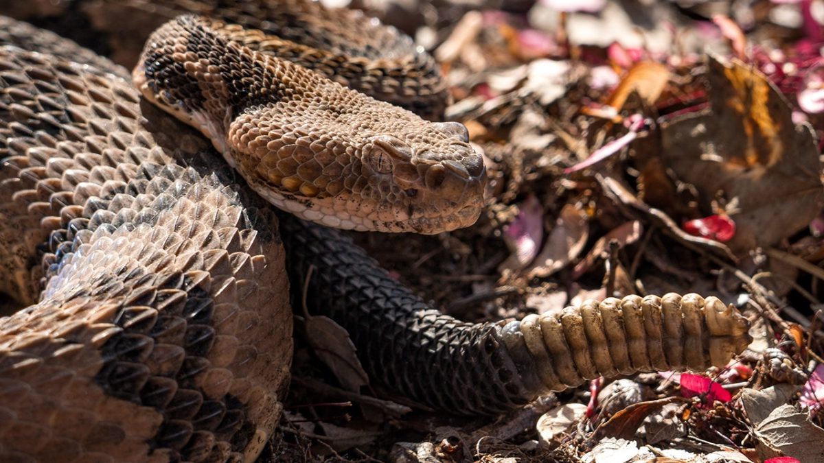 Hiker dies from rattlesnake bite in a Tennessee state park